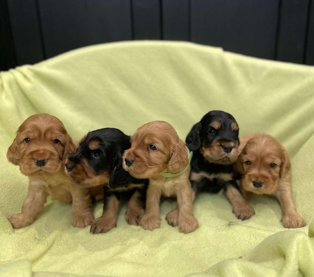 chiot Cocker Spaniel Anglais Des Pinscheboules