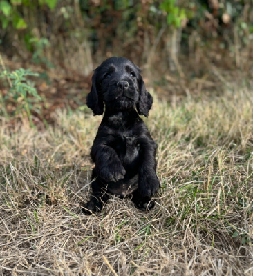 Velours noir - CHIOT 3 - mâle NOIR 