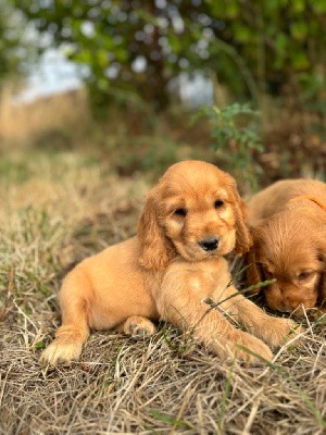 VICKY- CHIOT 7 - Femelle GOLDEN 