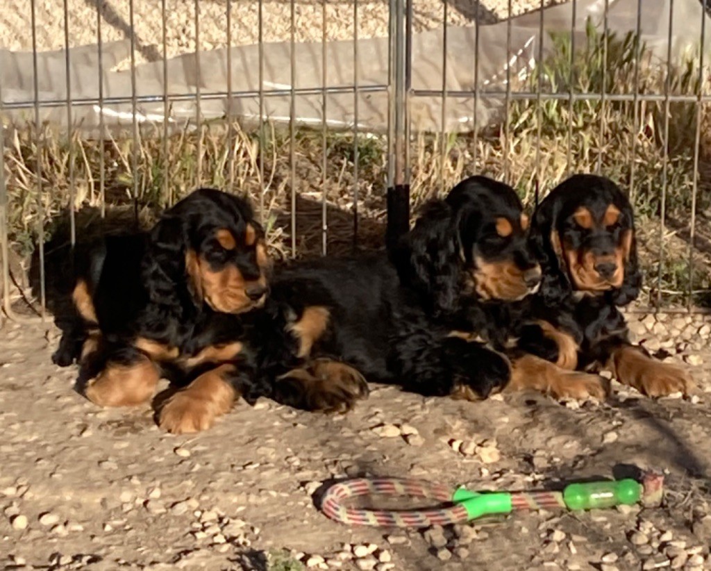 chiot Cocker Spaniel Anglais Des Pinscheboules