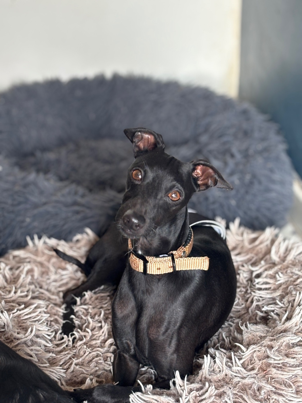 CH. Black Baraka Trussardi