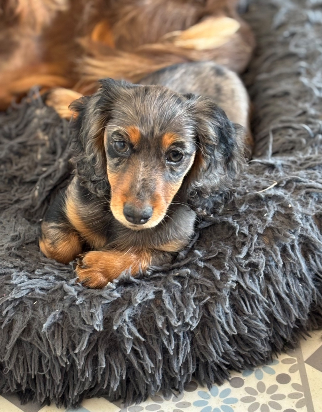 Blueberry Des Pinscheboules