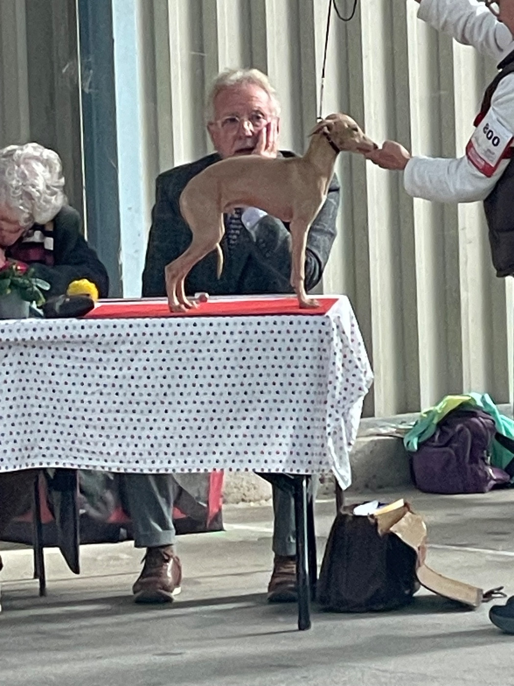 Cacs de Niort ce 26 octobte 2025