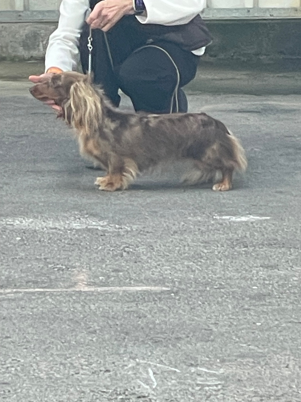 Cacs de Niort le 26 octobre 2025