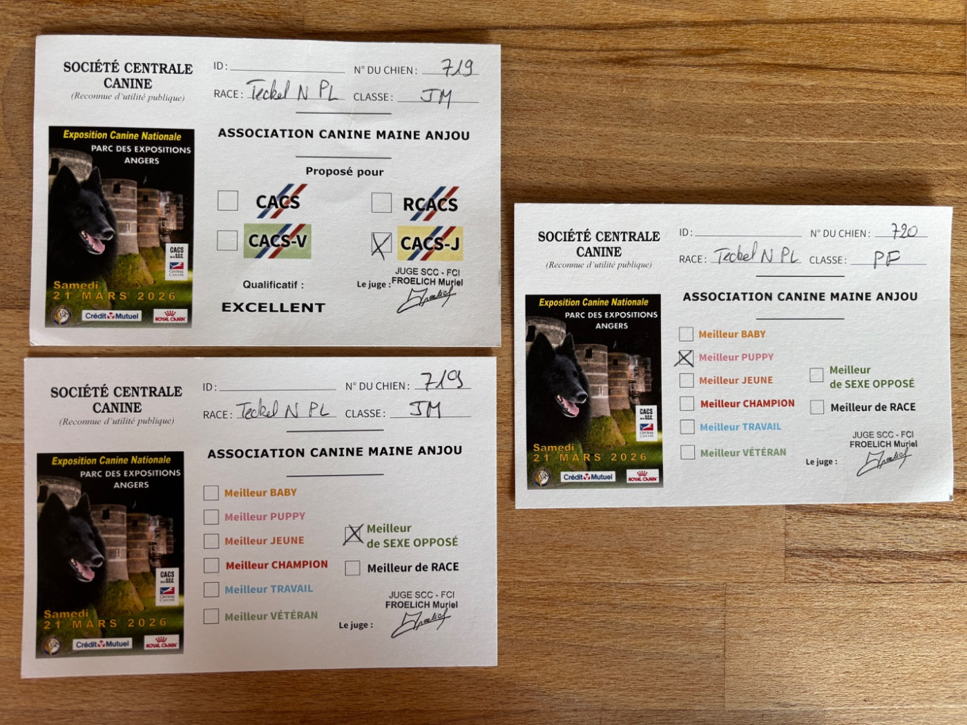 Cacs de Angers du 21 mars 2026