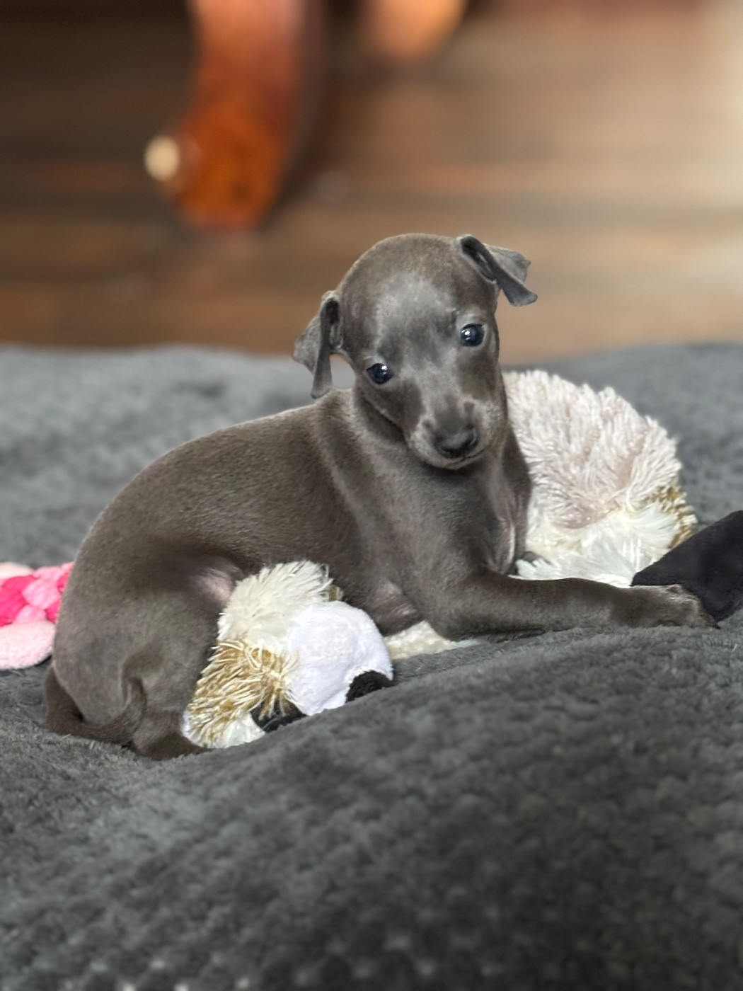 Des Pinscheboules - Chiots disponibles - Petit Levrier Italien