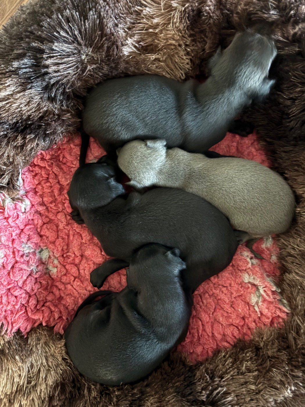 Chiot Petit Levrier Italien Des Pinscheboules