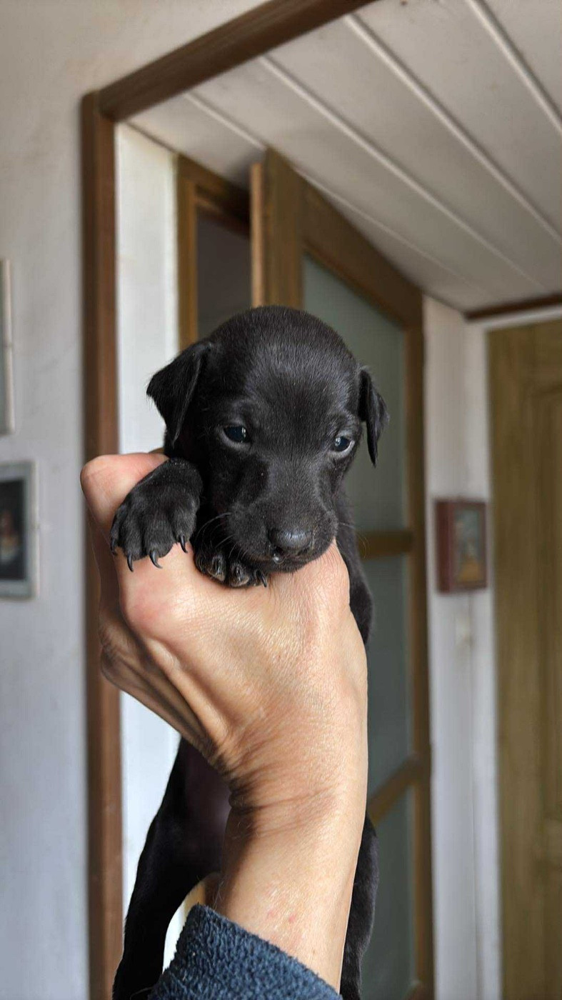 Des Pinscheboules - Chiots disponibles - Petit Levrier Italien
