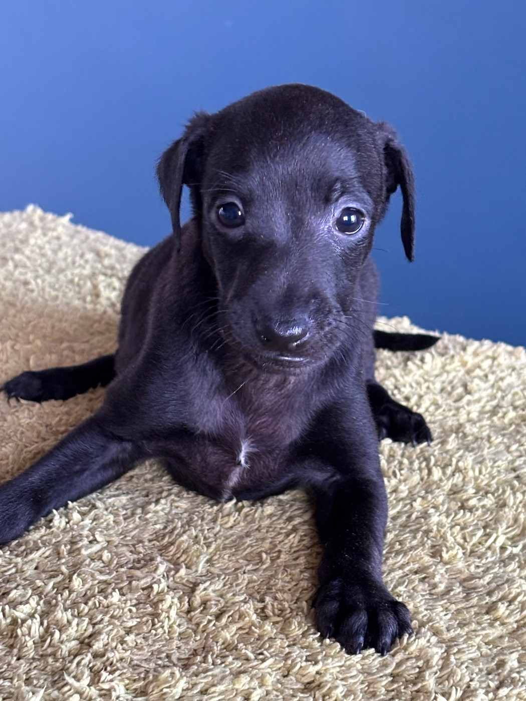 Des Pinscheboules - Chiots disponibles - Petit Levrier Italien