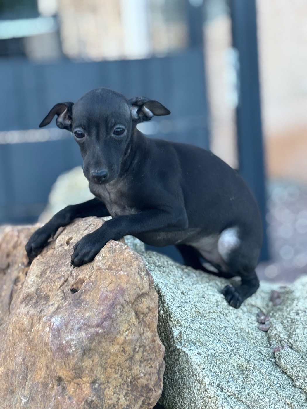 Des Pinscheboules - Chiots disponibles - Petit Levrier Italien