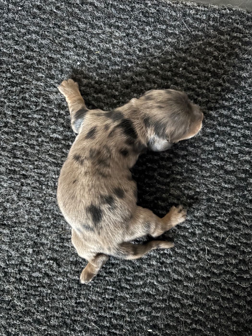 Des Pinscheboules - Teckel poil long - Portée née le 24/01/2026