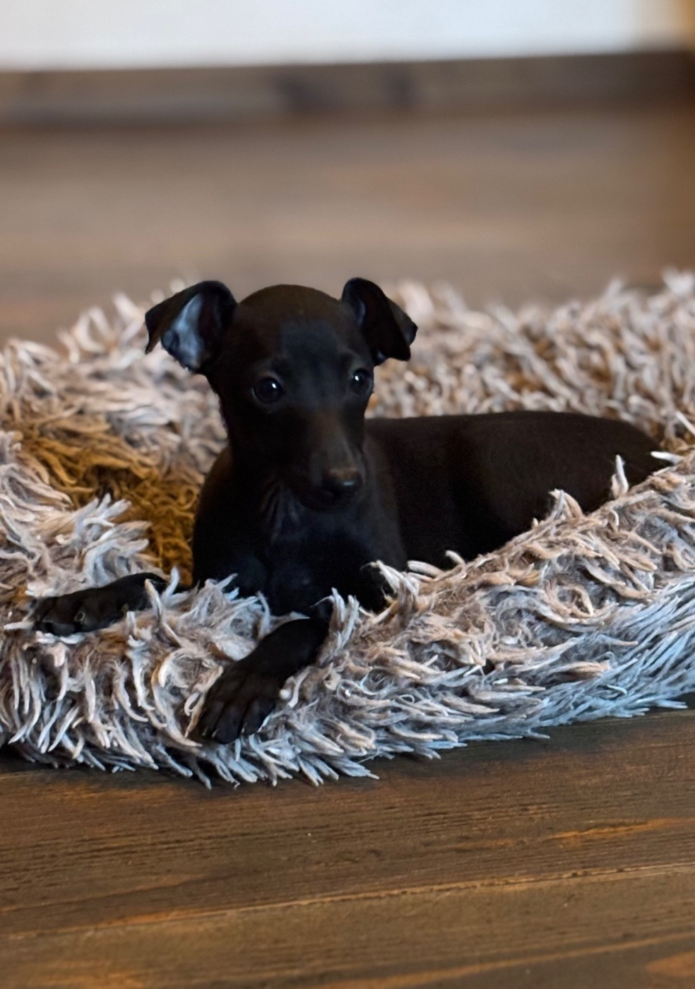 Des Pinscheboules - Chiots disponibles - Petit Levrier Italien