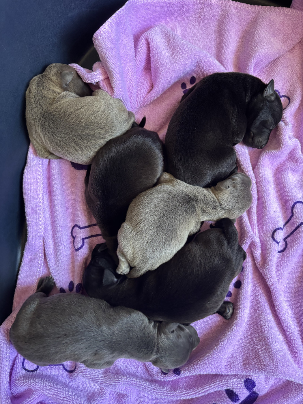 Chiot Petit Levrier Italien Des Pinscheboules