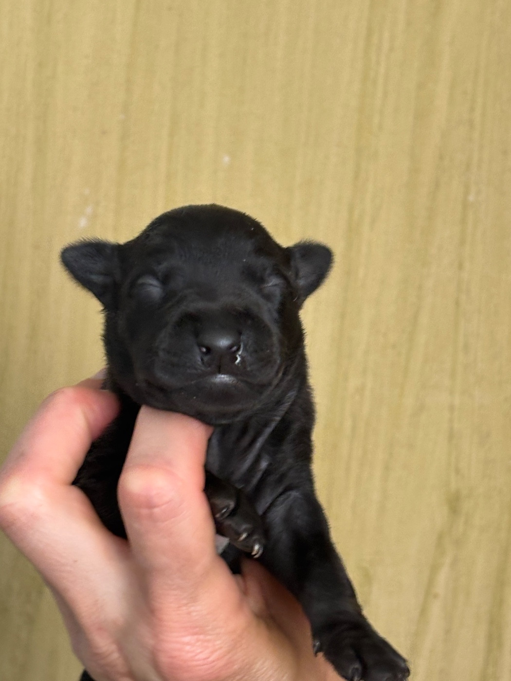 Des Pinscheboules - Chiots disponibles - Petit Levrier Italien