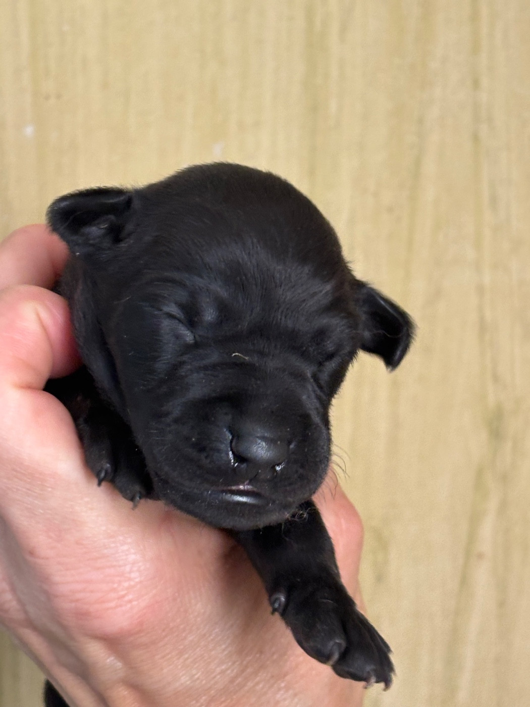 Des Pinscheboules - Chiots disponibles - Petit Levrier Italien