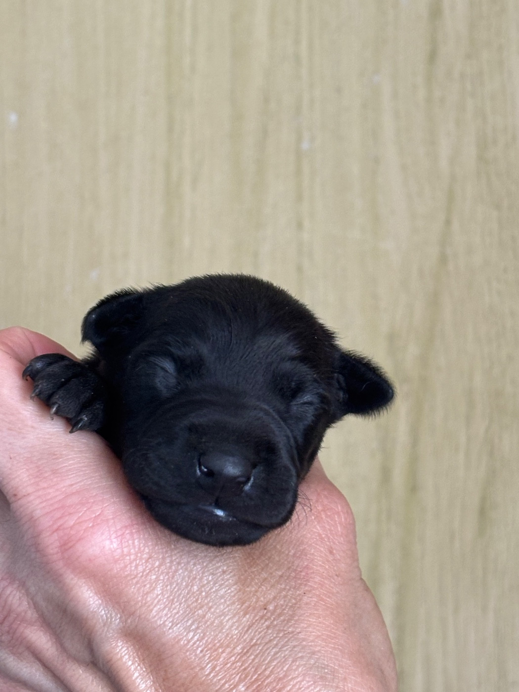 Des Pinscheboules - Chiots disponibles - Petit Levrier Italien