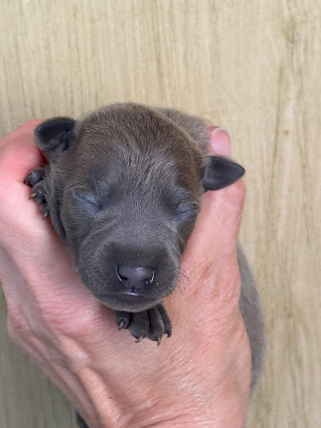 Des Pinscheboules - Chiots disponibles - Petit Levrier Italien