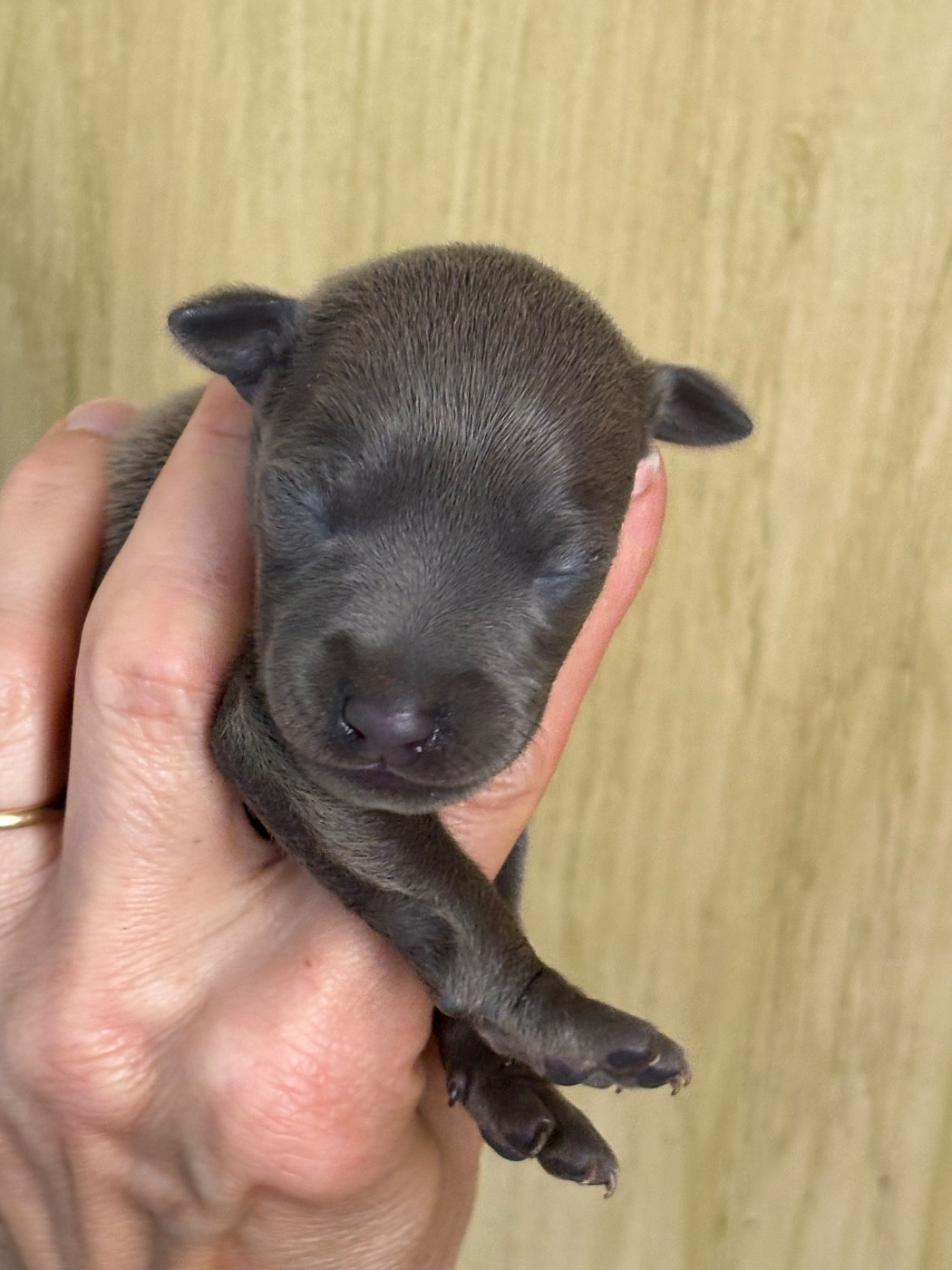 Des Pinscheboules - Chiots disponibles - Petit Levrier Italien