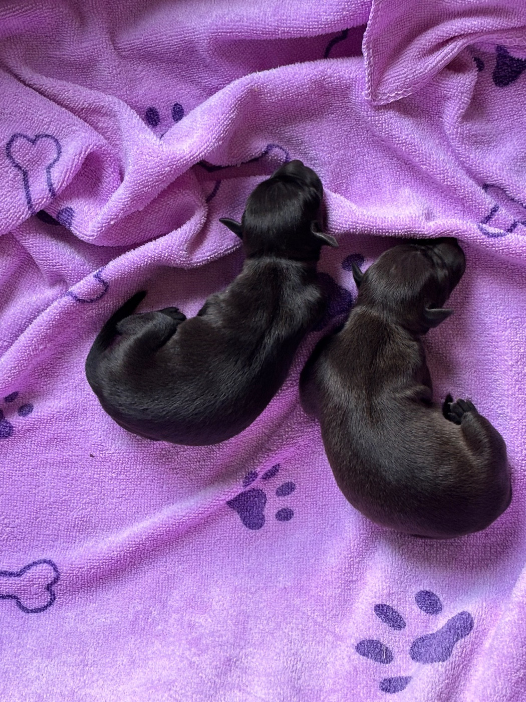 Chiot Petit Levrier Italien Des Pinscheboules