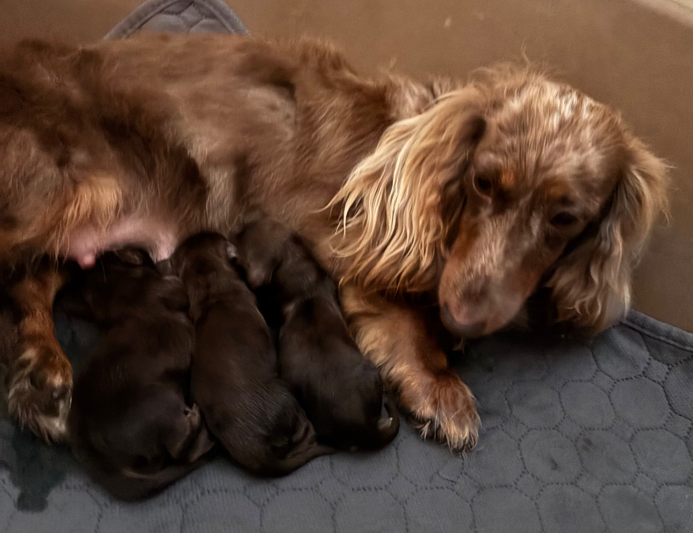 Chiot Teckel poil long Des Pinscheboules