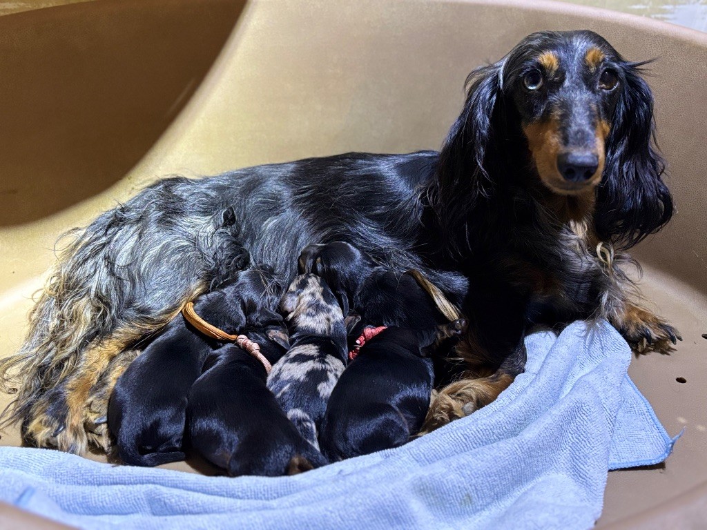 Chiot Teckel poil long Des Pinscheboules